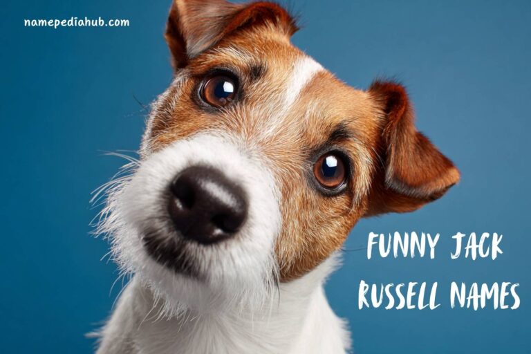 funny jack russell names