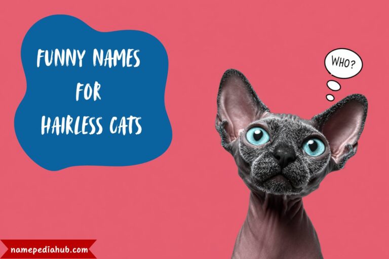 funny names for hairless cats
