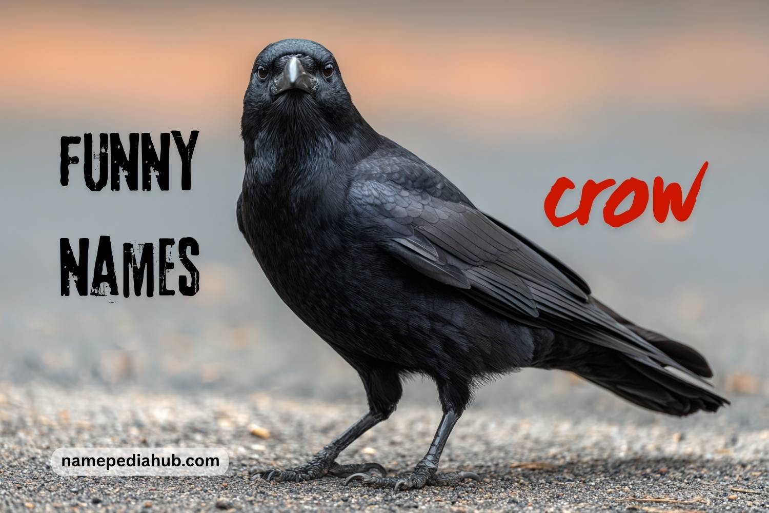 funny crow names