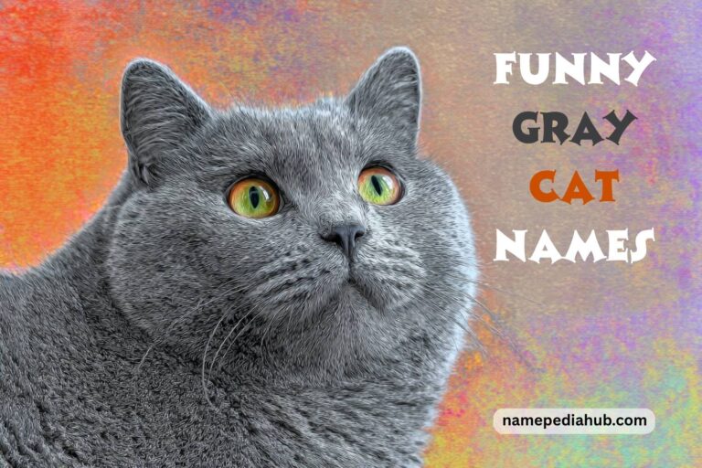 funny gray cat names