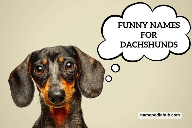 funny names for dachshunds