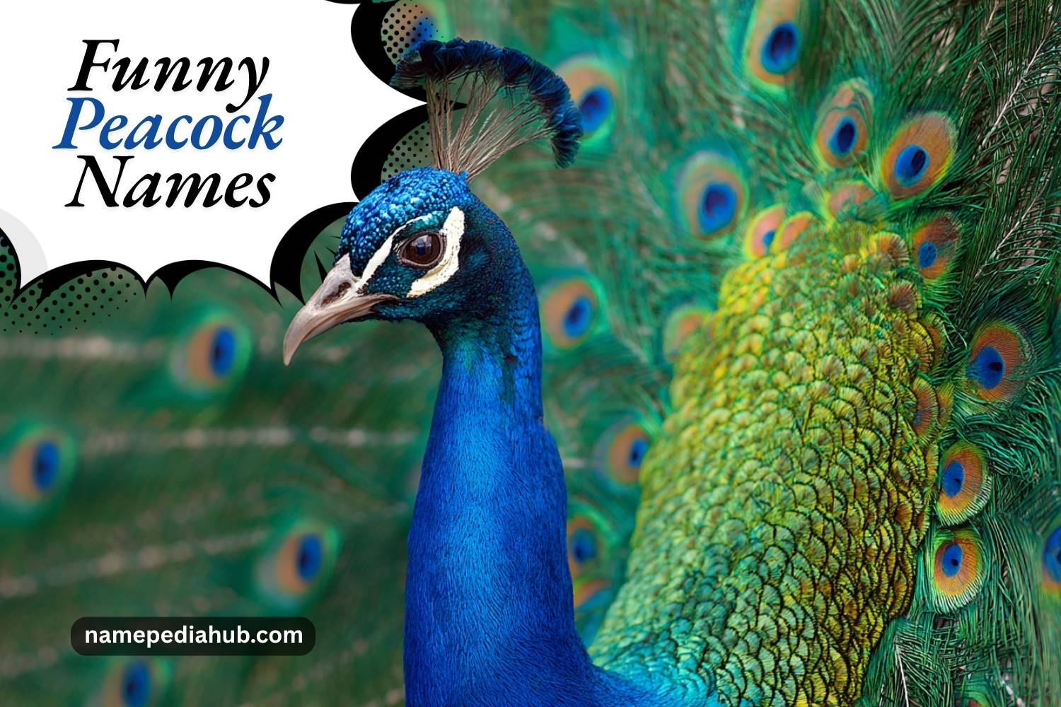 funny peacock names