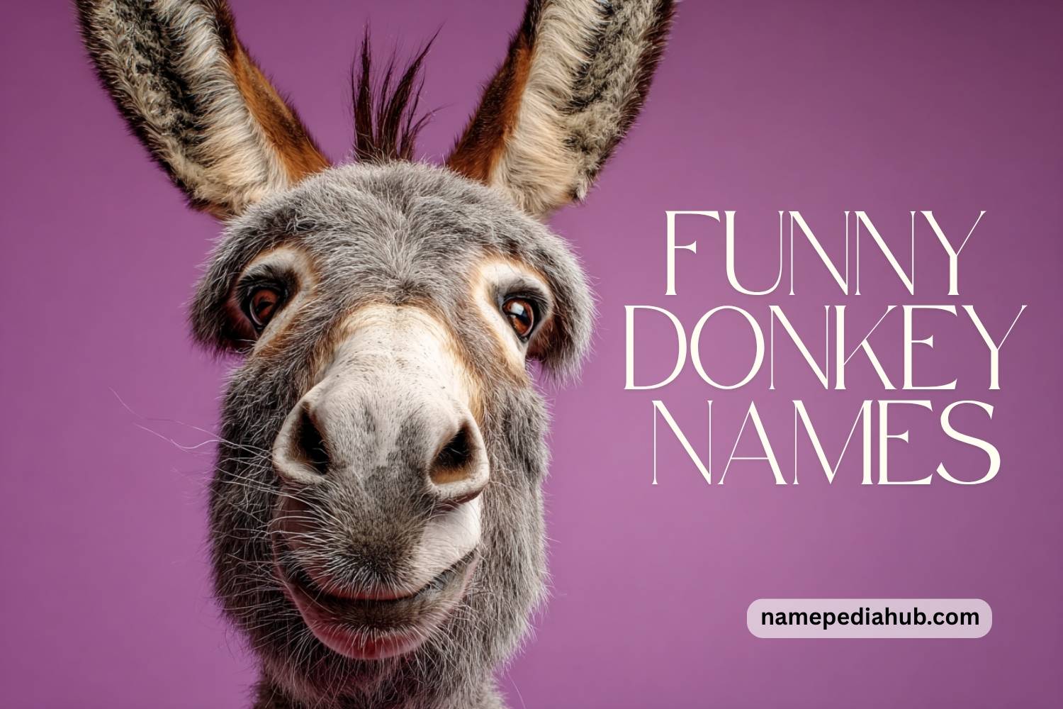 funny donkey names