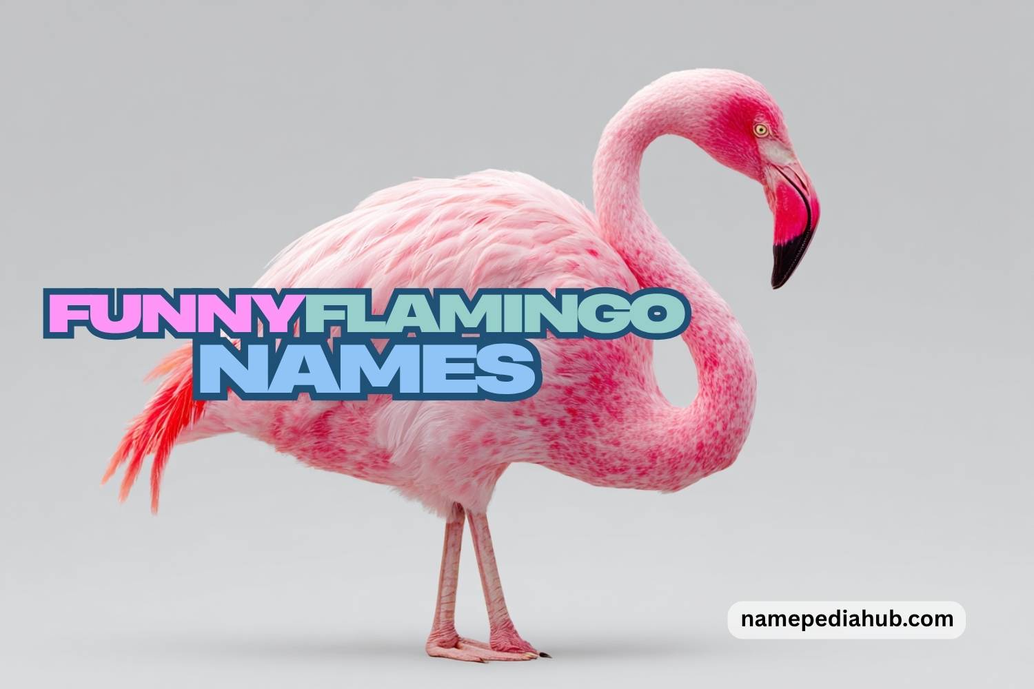 funny flamingo names