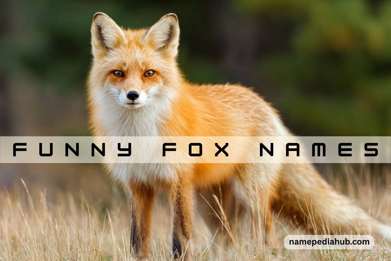 funny fox names