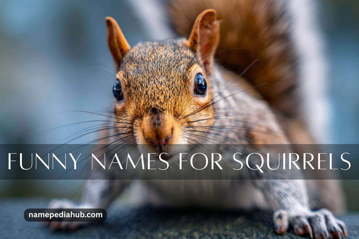 funny names for squirrels