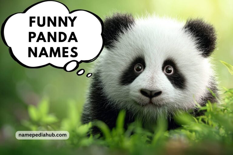 funny panda names