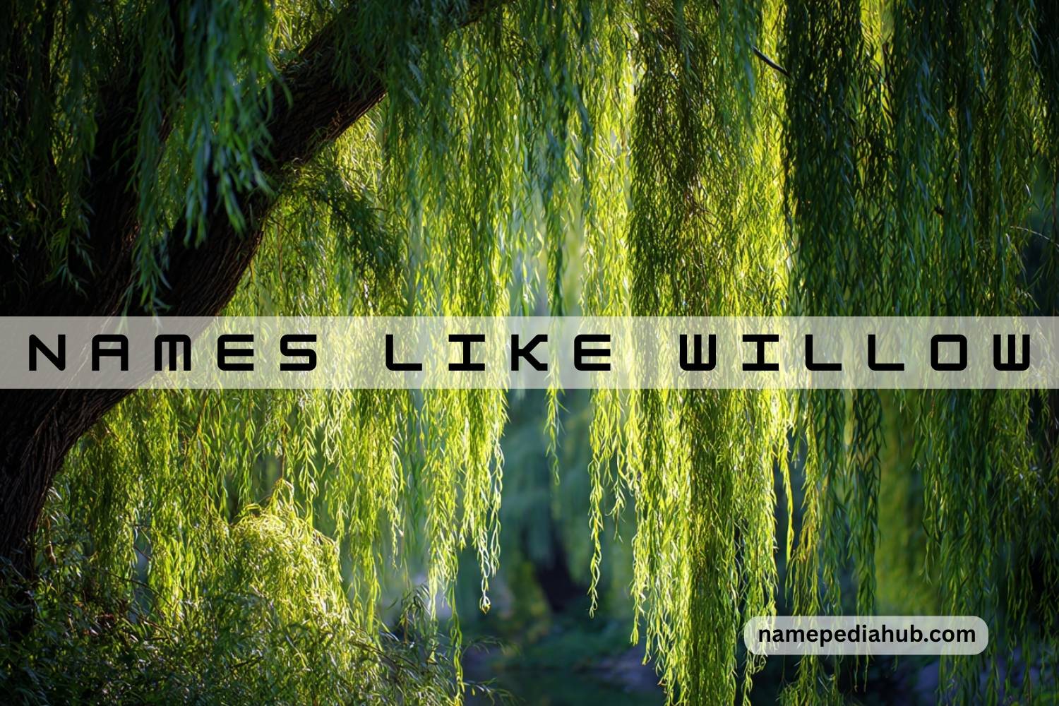 names like willow