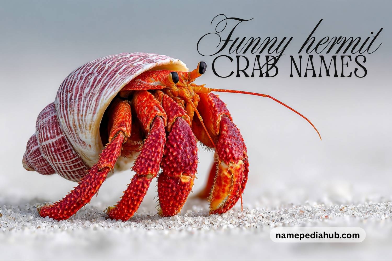 funny hermit crab names
